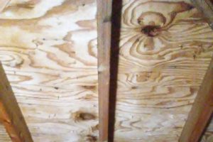 Mold Eradicator | Mold Abatement | Mold Removal | Richton Park, IL