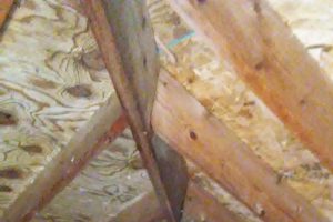 Mold Eradicator | Mold Abatement | Mold Removal | Richton Park, IL